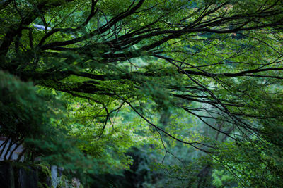 Trees growing in forest