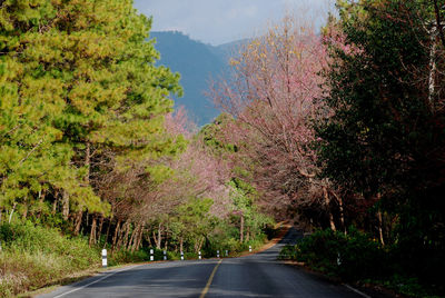 Road amidst trees against sky during autumn