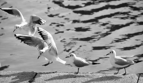 Flock of seagulls on beach