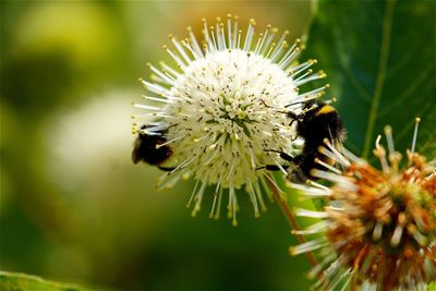 Close-up of honey bee on flower