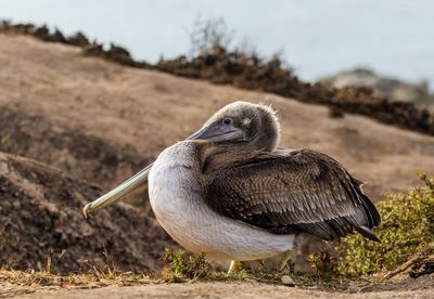 Close-up of pelican on sunny day