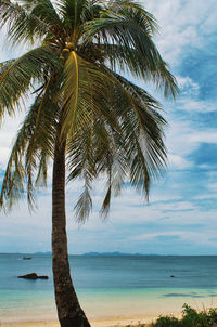 Palm tree by sea against sky