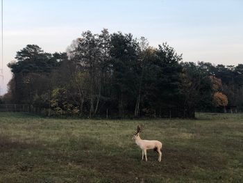 Horse standing on field against sky