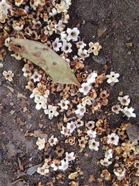 High angle view of maple leaves fallen on tree