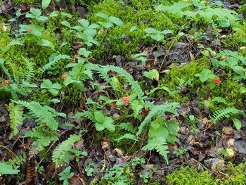 Close-up of plants growing on field