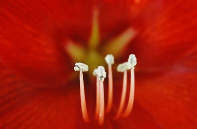 Full frame of red flower
