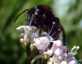 Close-up of bee pollinating flower