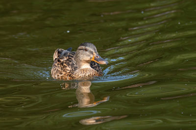 Duck swimming in lake