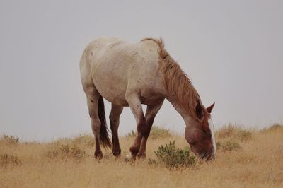 Horse grazing in a field