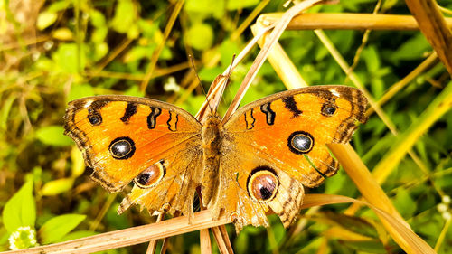 Close-up of butterfly pollinating on flower
