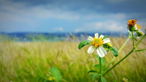 Close-up of yellow flowers blooming in field