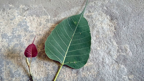 High angle view of green leaves