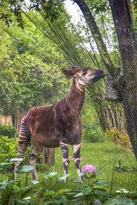 Horse standing in a garden