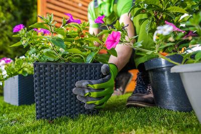 Close-up of potted plant