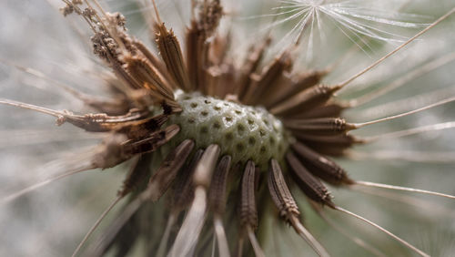 Close-up of wilted plant