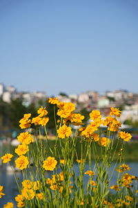 Close-up of yellow flowering plants on field against clear sky