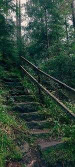 Railroad tracks in forest