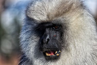 Portrait of a monkey face close up