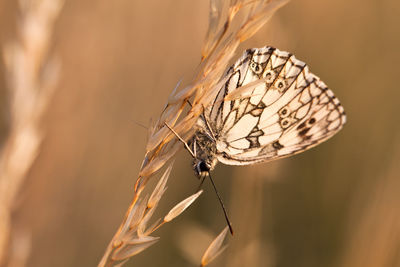 Close-up of a marbled white butterfly in warm light