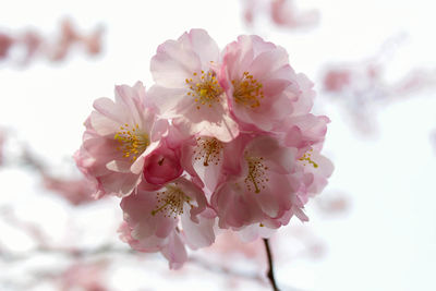 Close-up of pink cherry blossoms