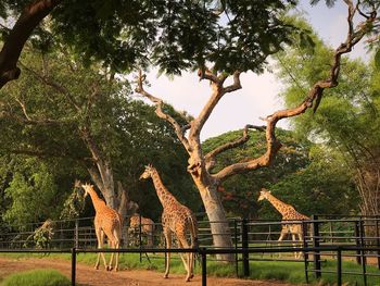 Giraffe against trees