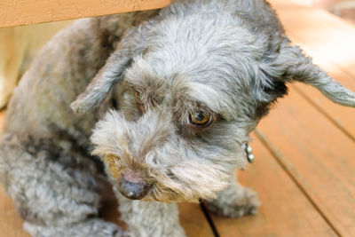 Close-up portrait of dog