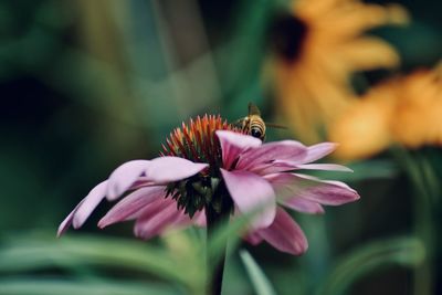 Close-up of insect on purple flower