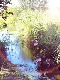 Plant growing in pond