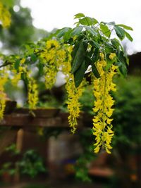 Close-up of yellow flowers growing on tree