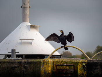 Seagull flying over a building