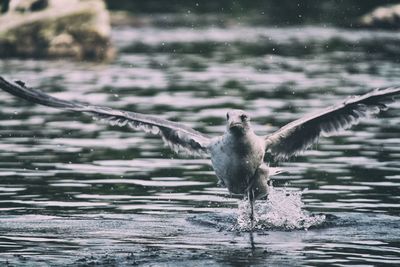 Duck swimming in lake