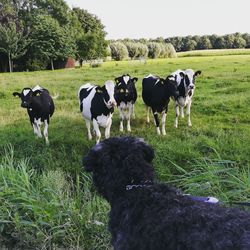 Dog and cows on grassy field against sky