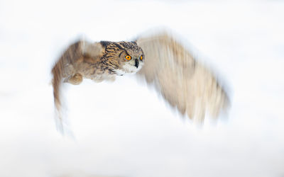 Close-up of own flying