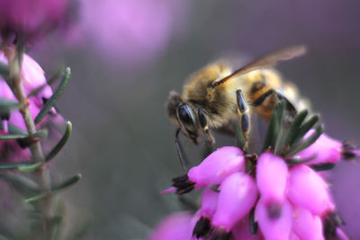 Close-up of bee pollinating on purple flower