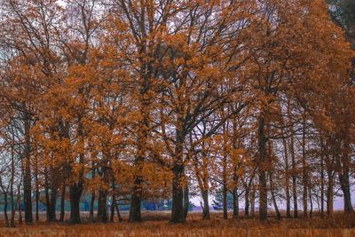Trees in forest during autumn