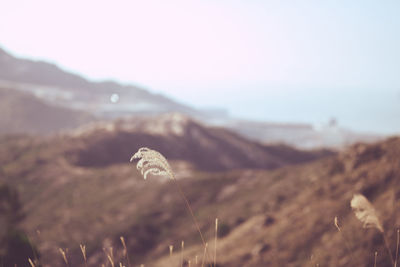 Close-up of plant on field against sky