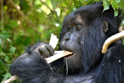 Mountain gorilla in rwanda volcanic mountains