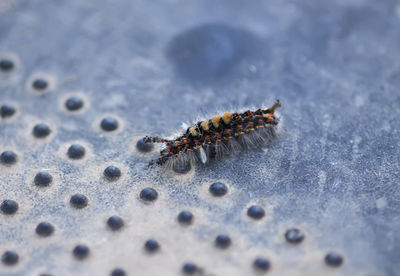 Close-up of insect on rock