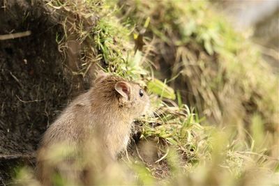 Close-up of squirrel