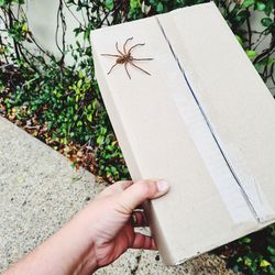 High angle view of insect on hand