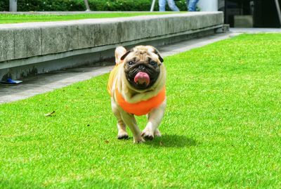 Portrait of dog on grass