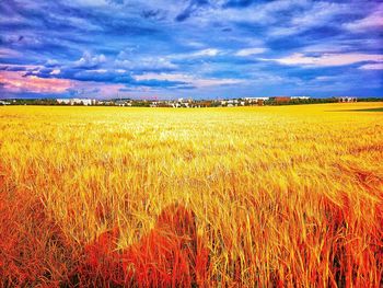 Scenic view of field against sky