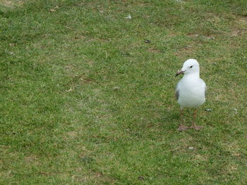 Bird perching on grass