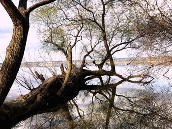 Low angle view of bare tree by lake against sky