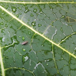 Full frame shot of wet leaves
