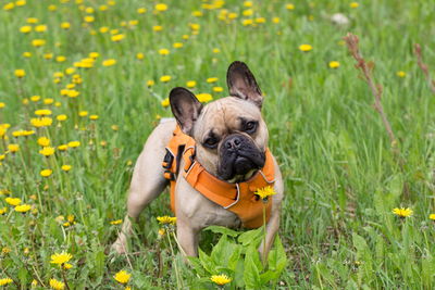 Adult male fawn french bulldog standing in lawn covered in dandelion blooming