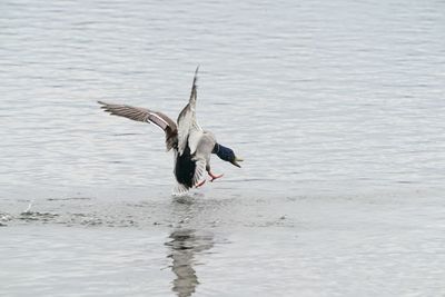 Bird flying over lake