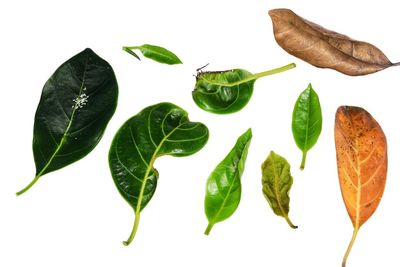 Directly above shot of leaves on white background