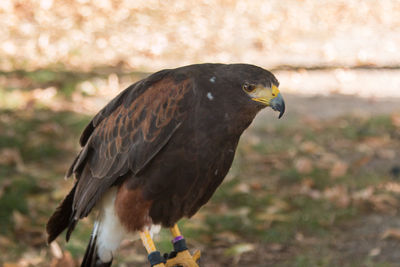 Close-up of bird perching on a field