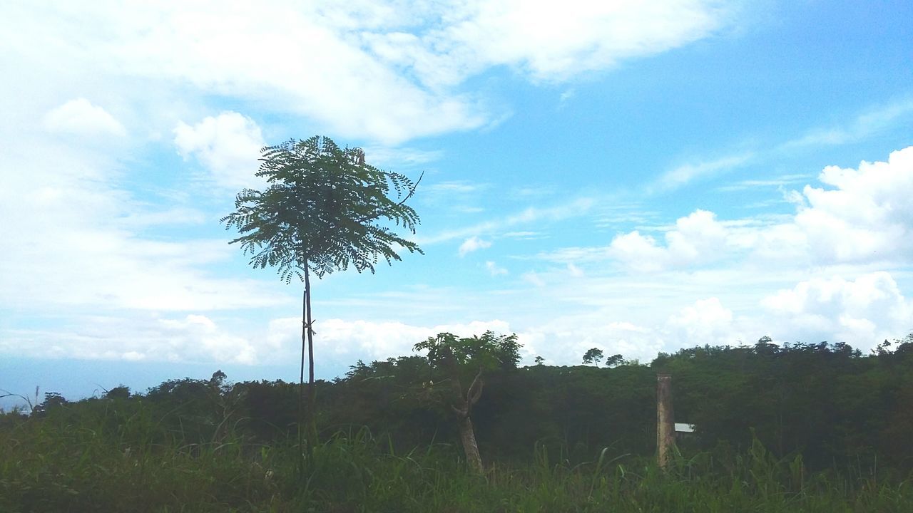 LOW ANGLE VIEW OF TREES ON LANDSCAPE